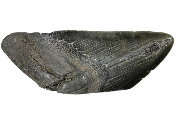 Giant, 6.1" Fossil Megalodon Tooth "Paper Weight"